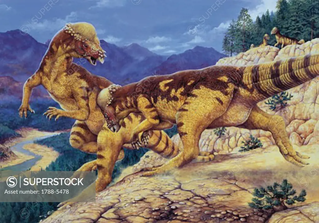 Illustration representing two Pachycephalosaurus fighting