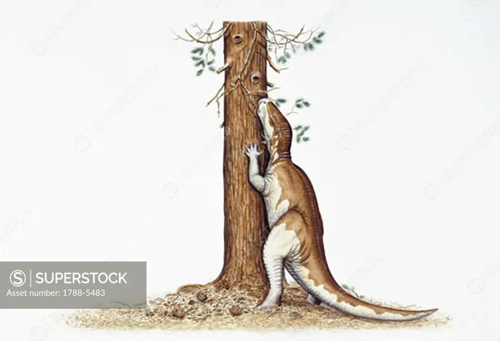 Illustration representing Camptosaurus eating leaves from tree
