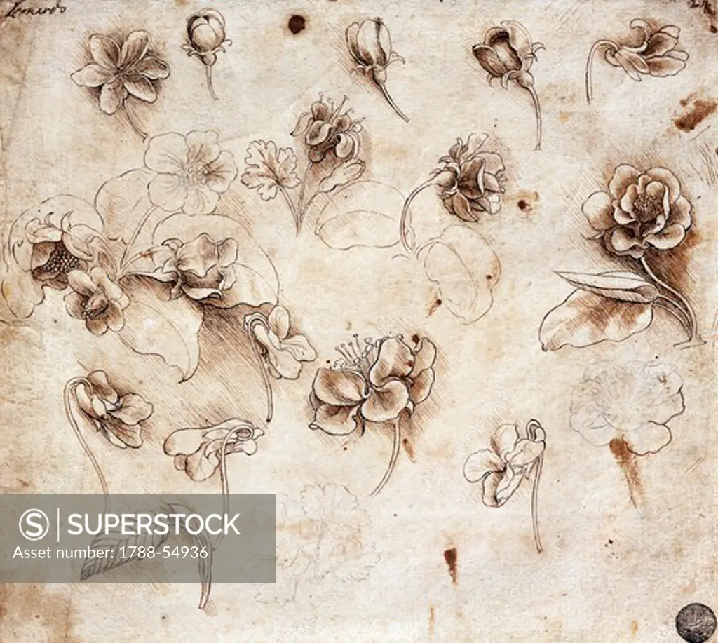 Botanical table by Leonardo da Vinci (1452-1519), drawing 237.