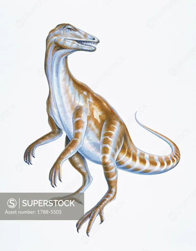 Illustration of Staurikosaurus