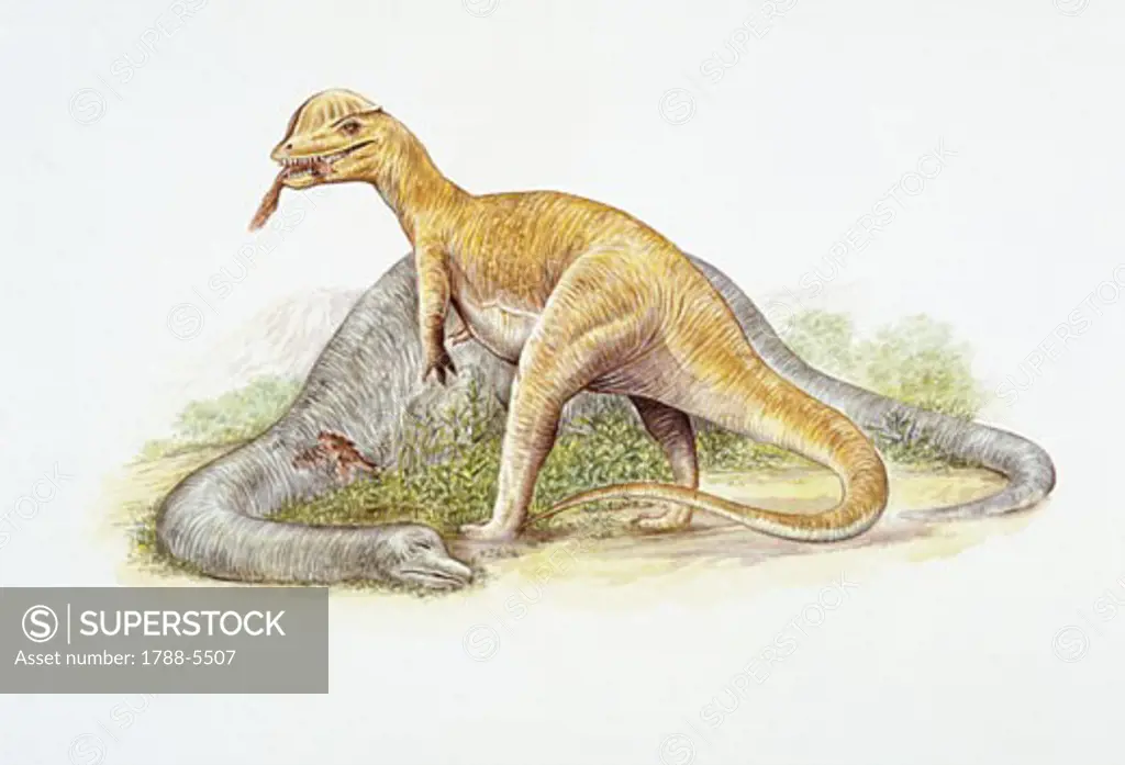 Illustration of Dilophosaurus feeding on prey