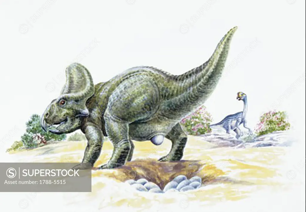 Illustration of Protoceratops laying eggs, Oviraptor  in background