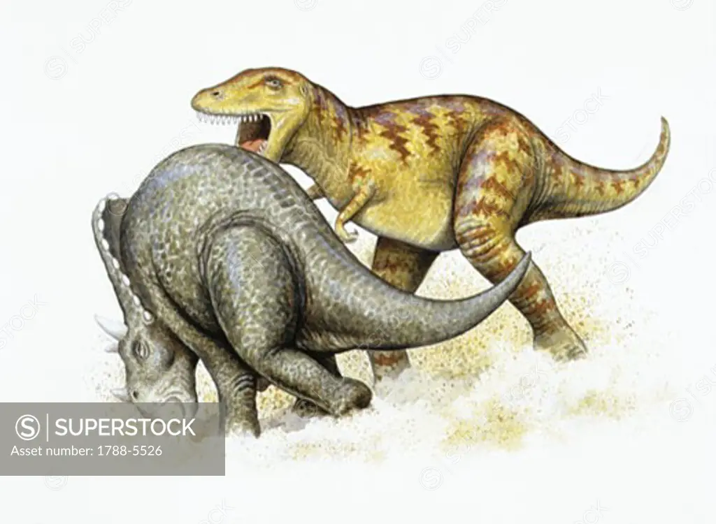 Illustration of Nanotyrannus attacking Triceratops