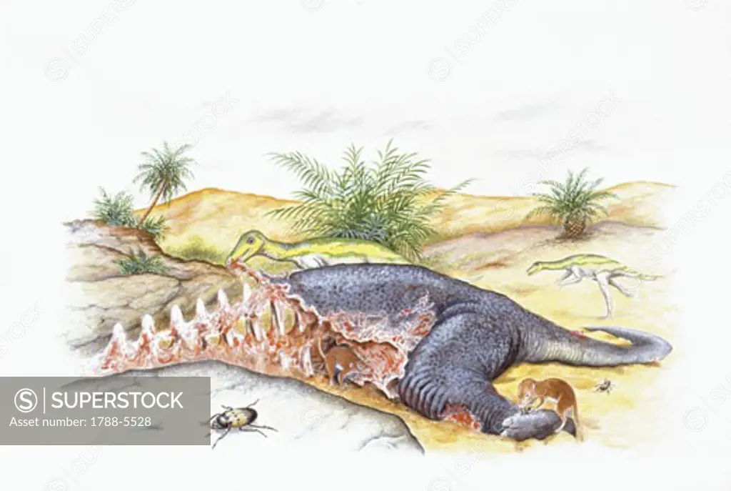Illustration of Tricododon feeding on carcass