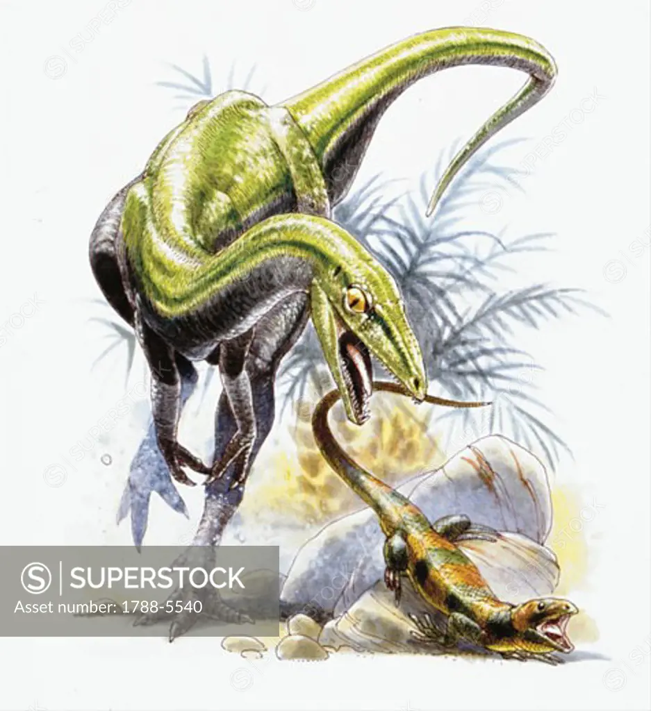 Illustration of Compsognathus hunting