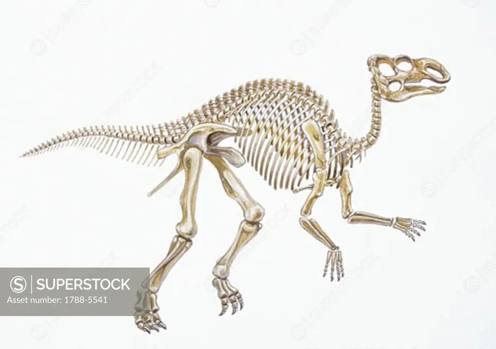 Illustration of Skeleton of Hadrosaurus