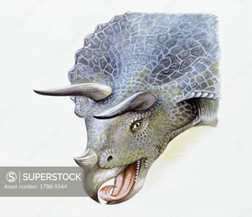 Illustration of Triceratops, close up