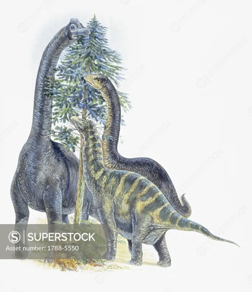Three dinosaurs eating leaves of a tree