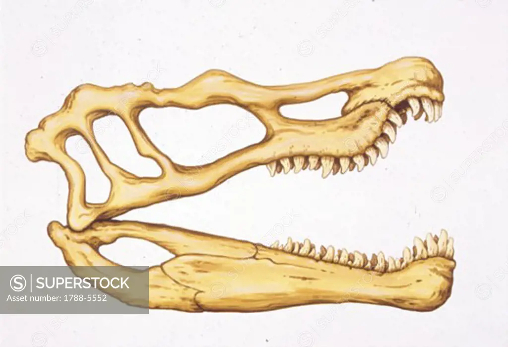 Illustration of Spinosaurus skull
