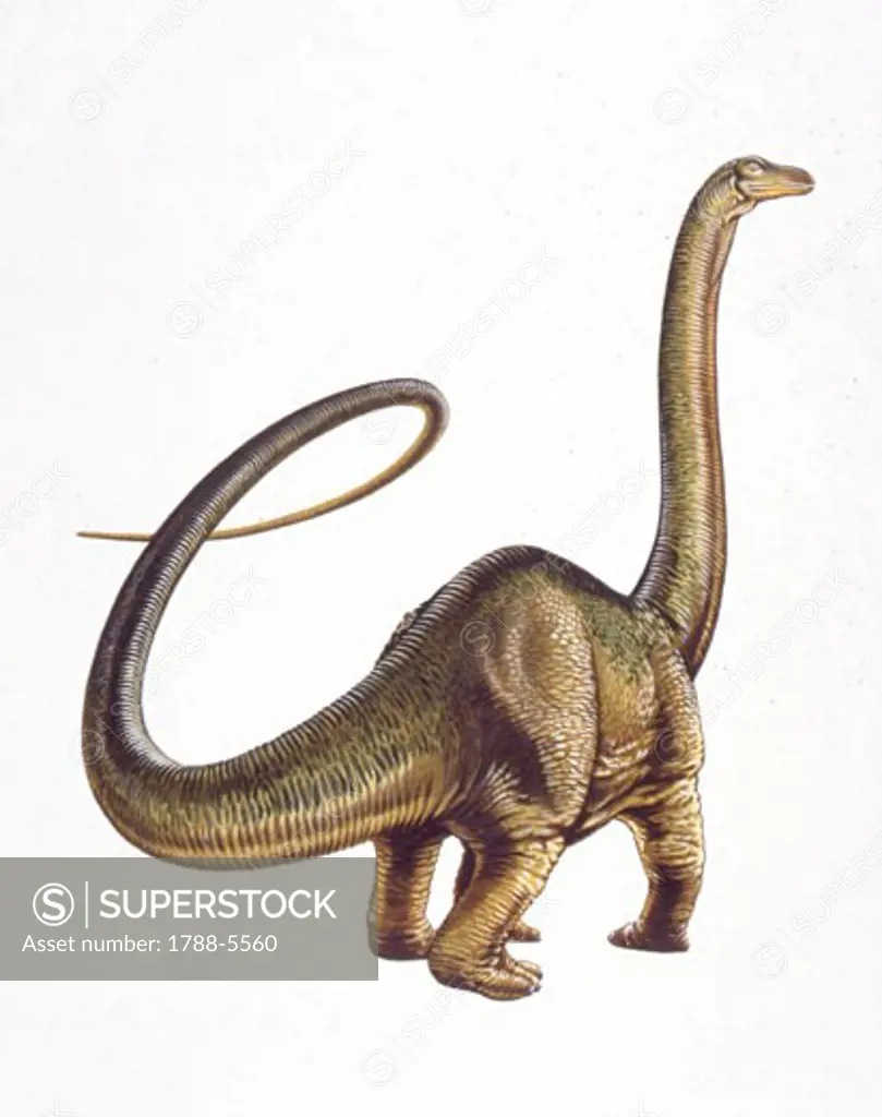 Illustration of Diplodocus
