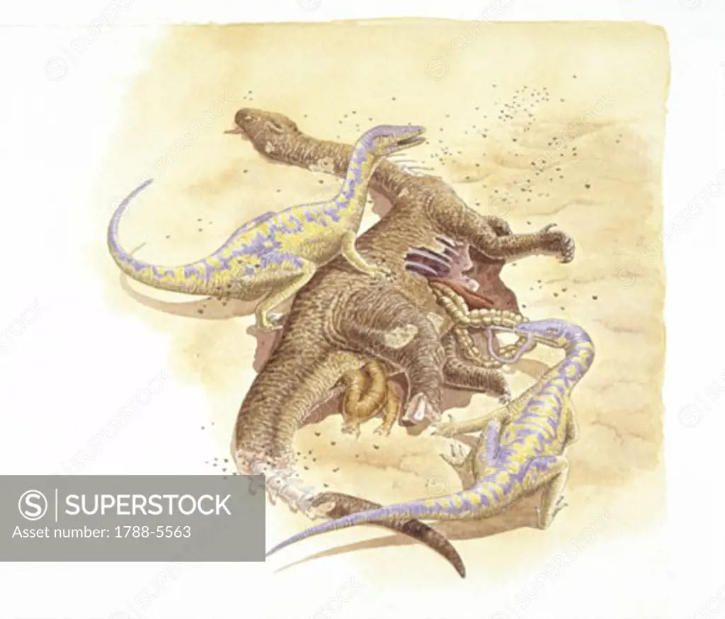 Illustration of Coelophysises feeding on carcass, elevated view