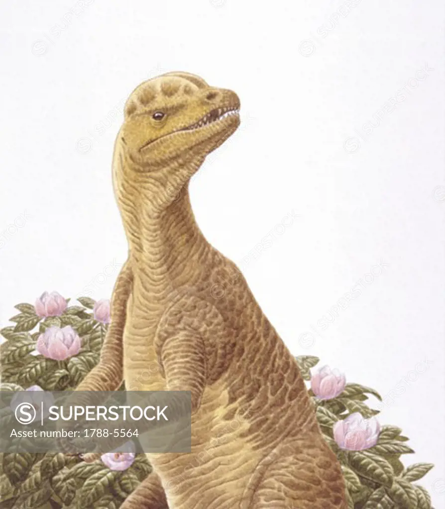 Illustration of Dilophosaurus