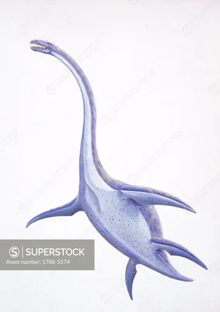Illustration of Elasmosaurus