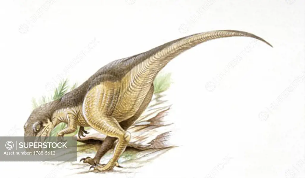 Illustration of Allosaurus