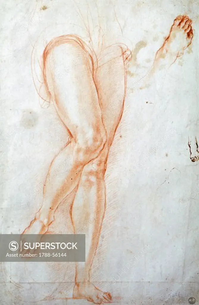 Study of legs, by Jacopo Carucci known as Pontormo (1494-1557), drawing.