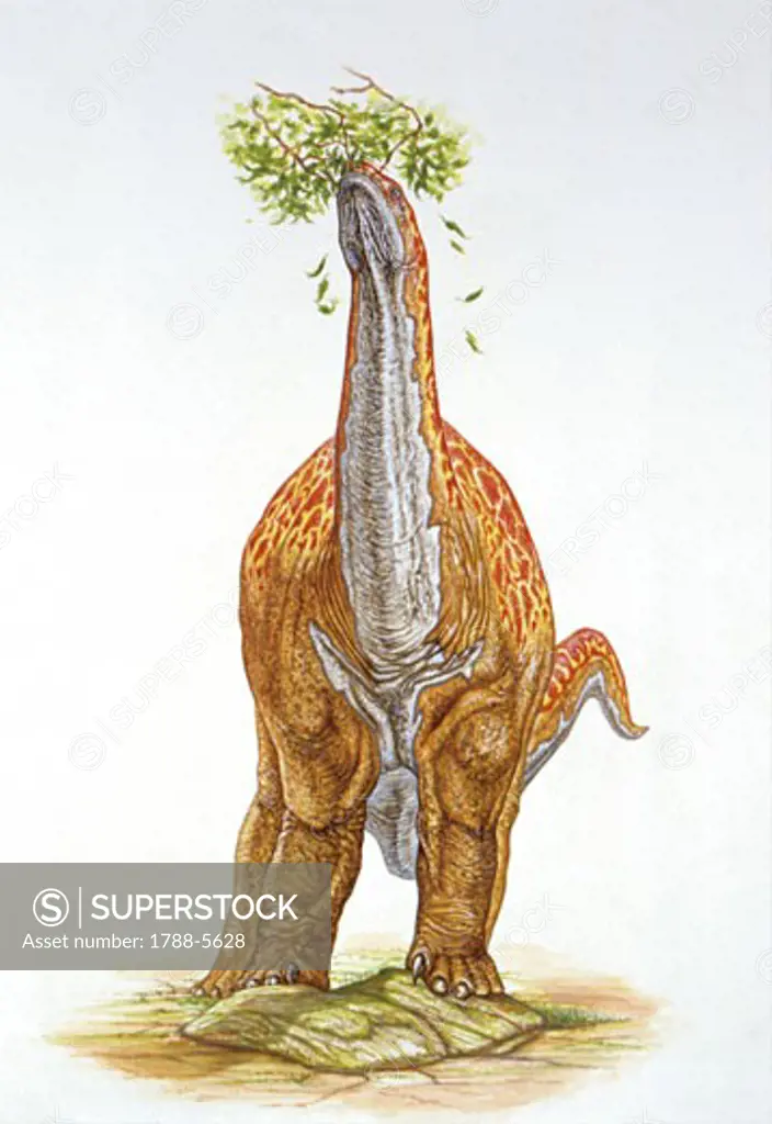 Illustration of Sauropod