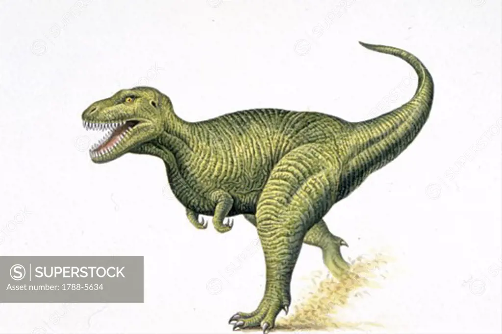 Illustration of Tirannosaurus Rex