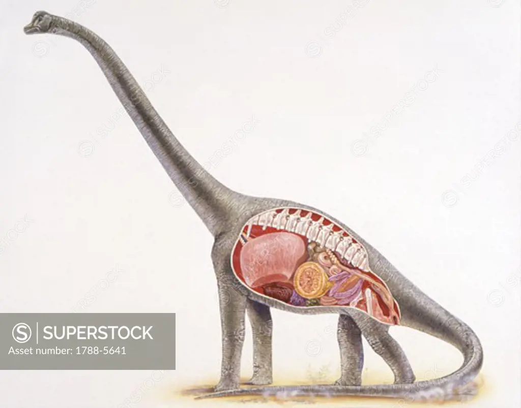 Illustration of section of brachiosaurus