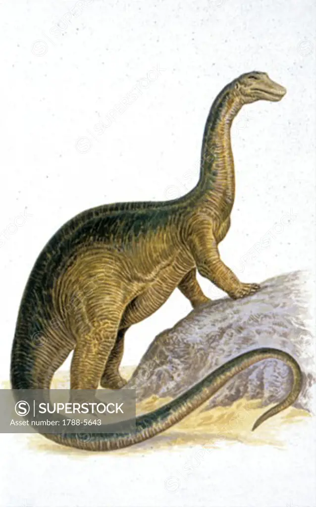 Illustration of Apatosaurus
