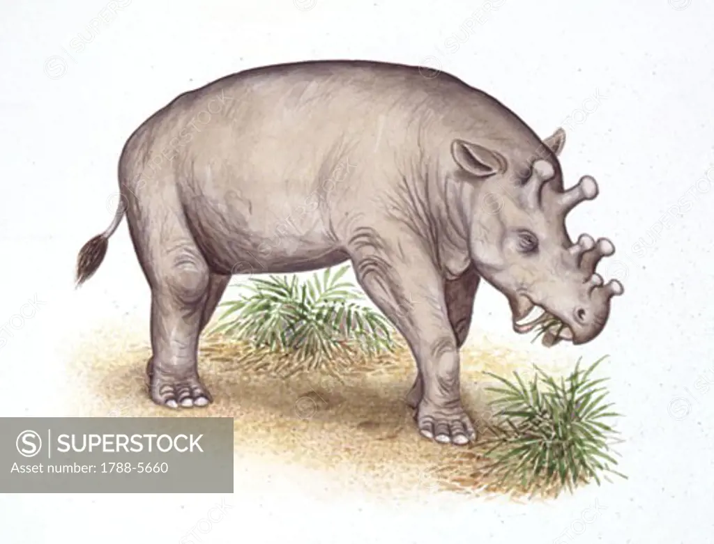 Illustration of Dinocerata - Uintatherium