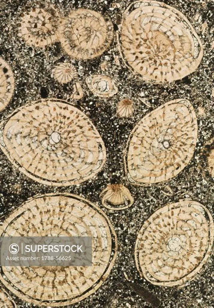 Nummulitic limestone section as seen under a microscope, Foraminifera.
