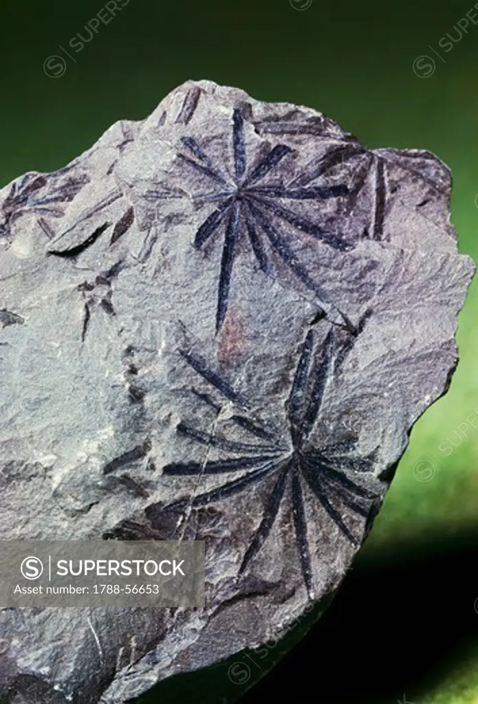 Fossilised imprints of Annularia stellata leaf whorls, Equisetales.