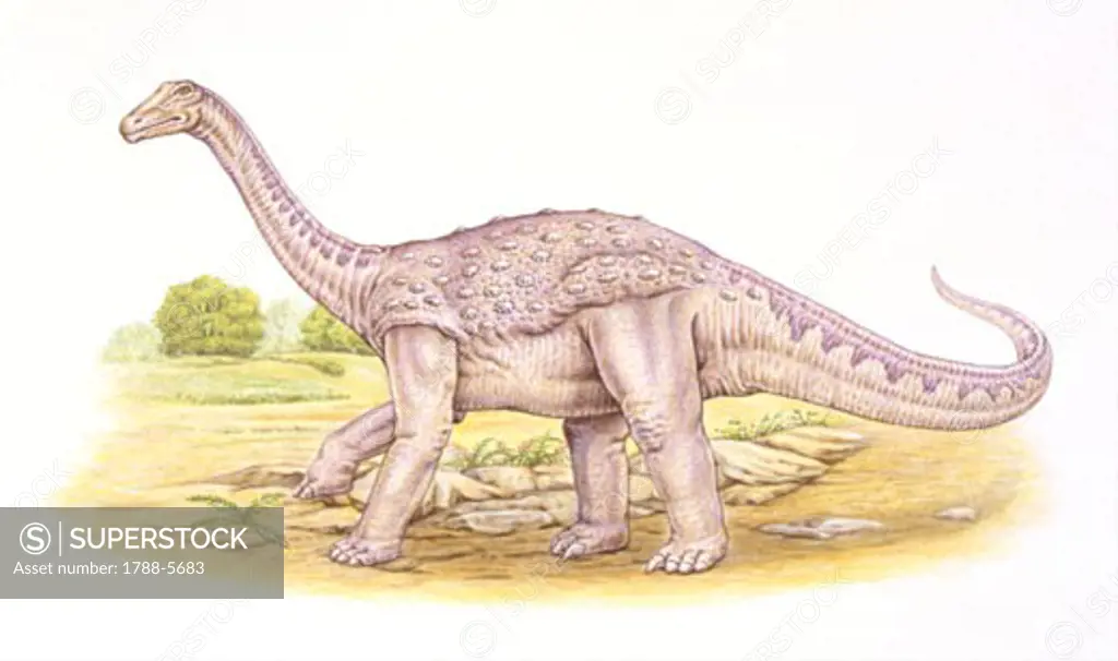 Illustration of Saltasaurus