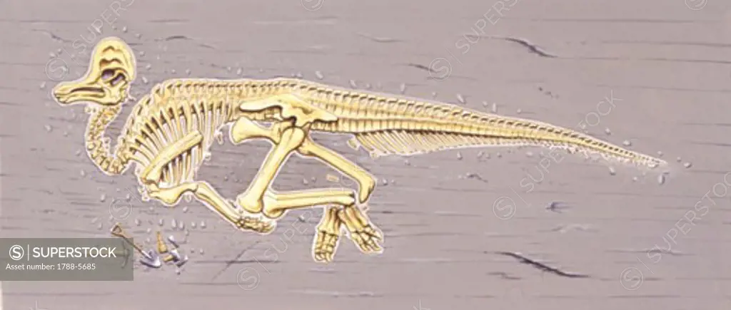 Illustration of Skeleton of corythosaurus