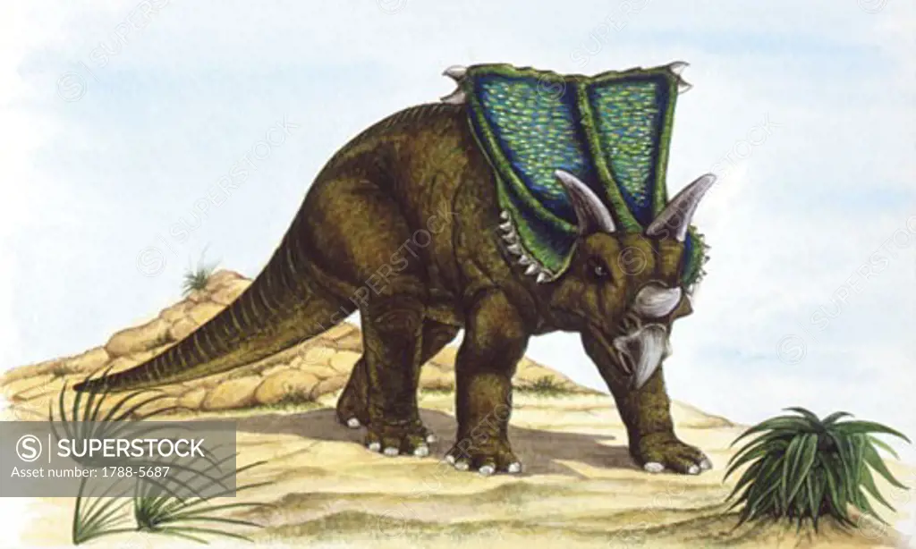 Illustration of Chasmosaurus