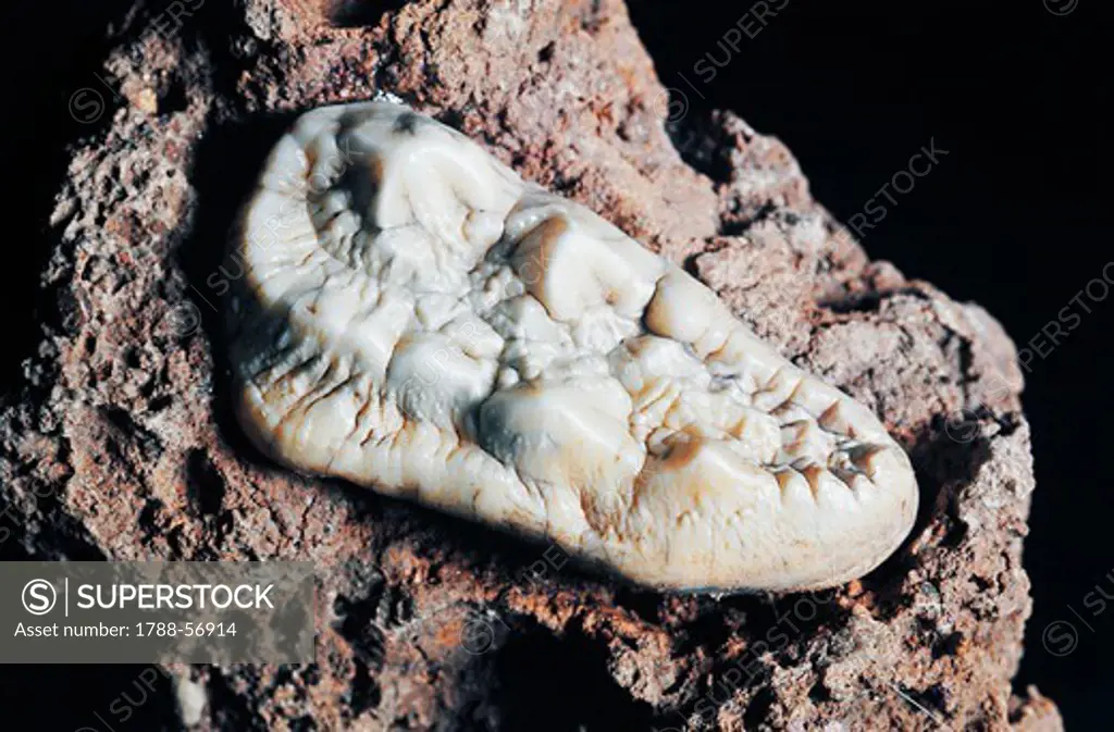 Molar from a cave bear (Ursus spelaeus), Quaternary Period, Island of Elba, Italy.