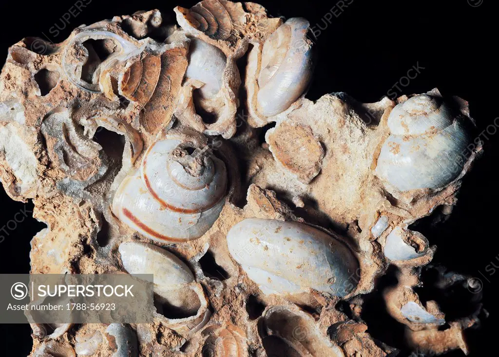Helix sp fossils, Gastropods, Quaternary Period, Zandobbio, Bergamo, Italy.