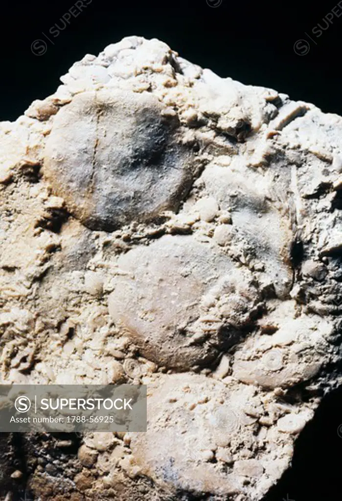 Nummulitic Limestone, stratified stone containing Nummulites, Foraminifera.