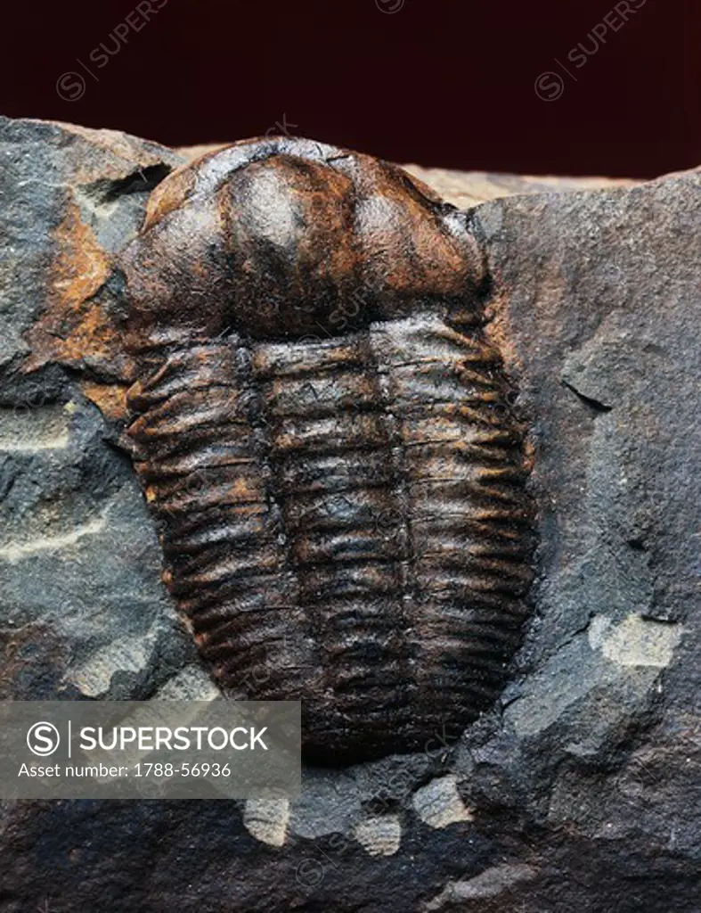 Trilobite fossil, Arthropoda.