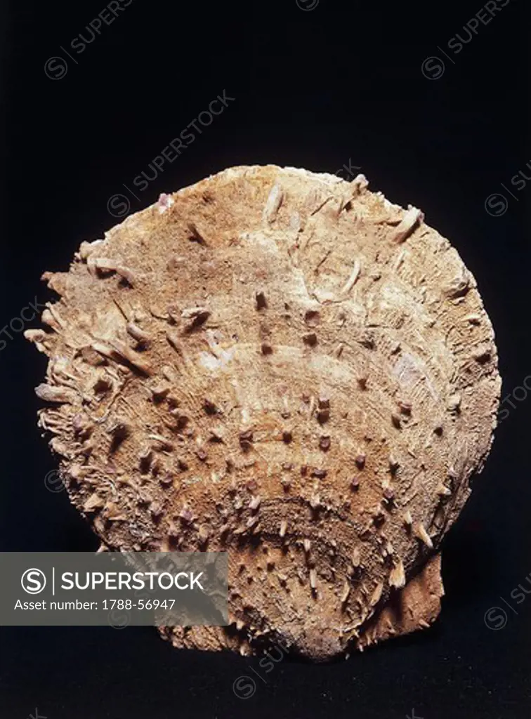 European thorny oyster fossil (Spondylus gaederopus), Bivalvia, Quaternary Period.