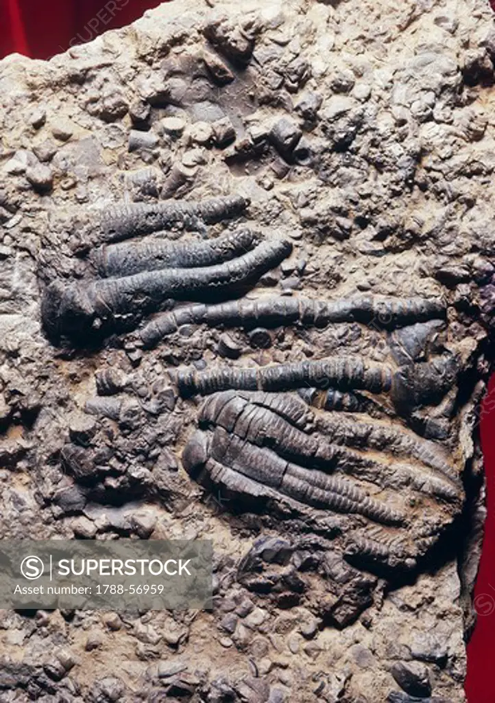 Encrinus carnal fossils, Crinoidea, Middle Triassic Epoch, Germany.