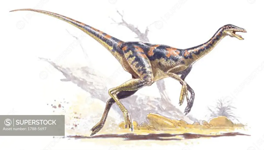 Illustration of Dromiceiomimus