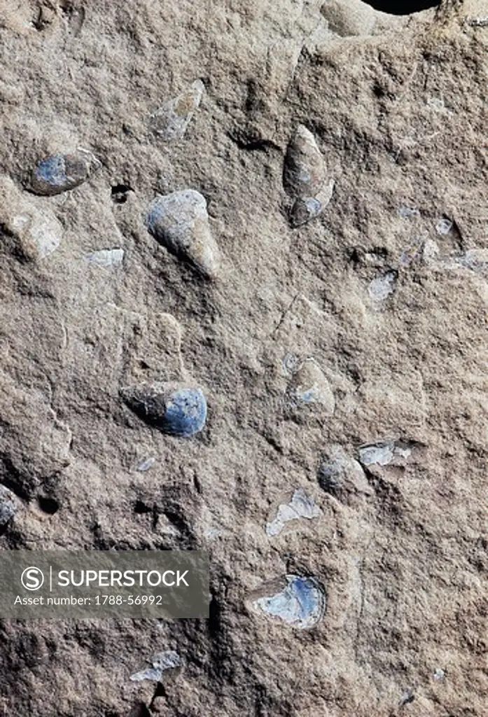 Lingula cuneata fossils, Brachiopoda, Early Silurian Epoch.