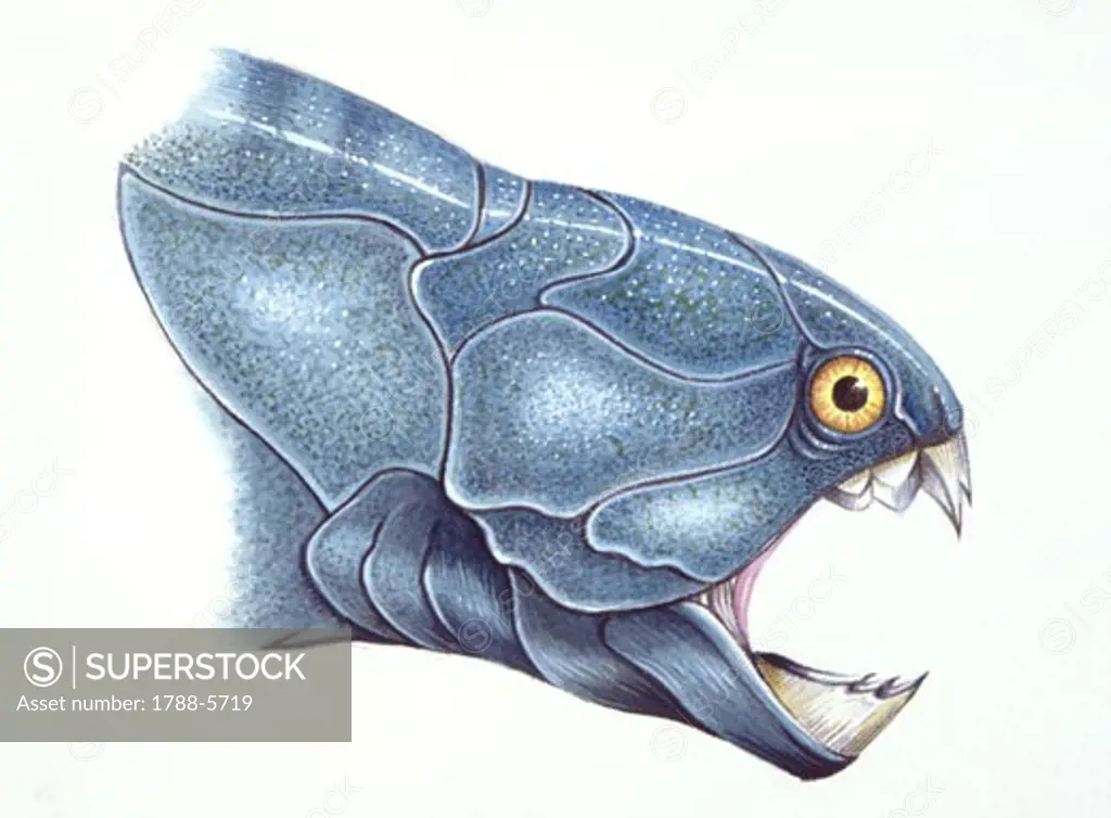 Illustration of Dunkleosteus, close up