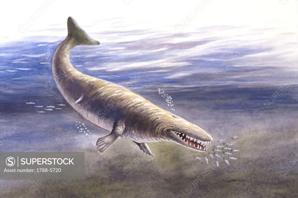 Illustration of Protocetus atavus underwater