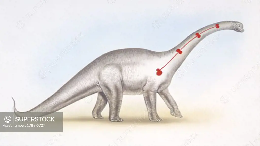 Illustration of Barosaurus and theory of  'Eight Hearts'