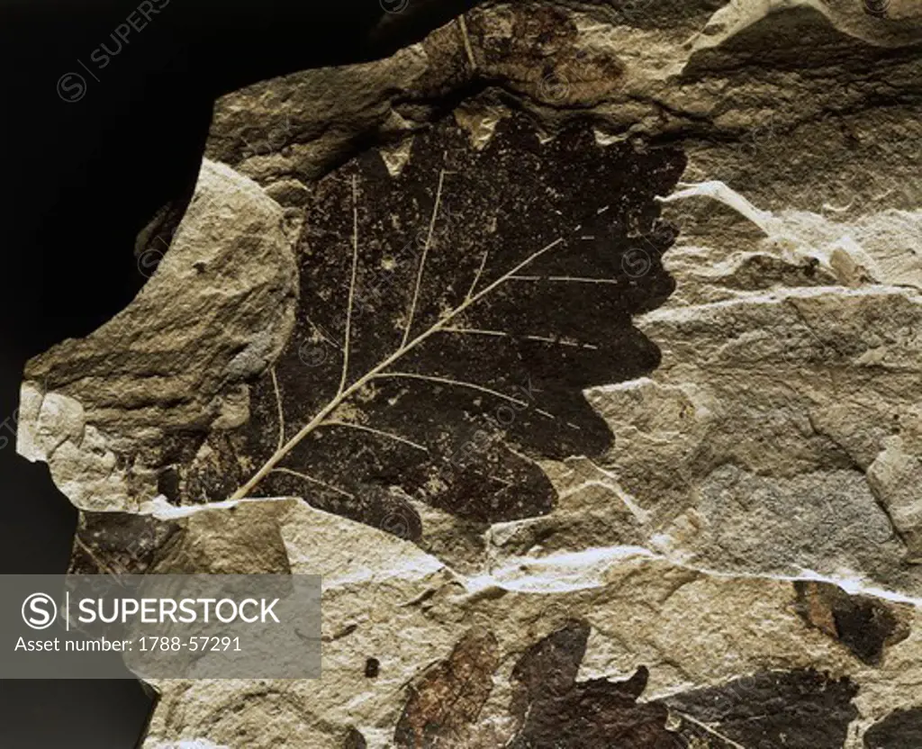 Fossil leaf of an oak, Quaternary Period.