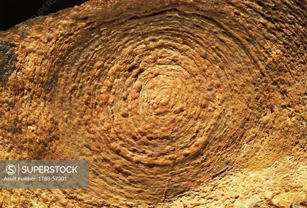 Jacutophyton fossil, stromatolites, Precambrian Period.