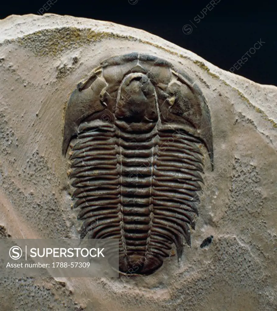 Modocia typicalis fossil, Trilobita, Middle Cambrian Epoch.