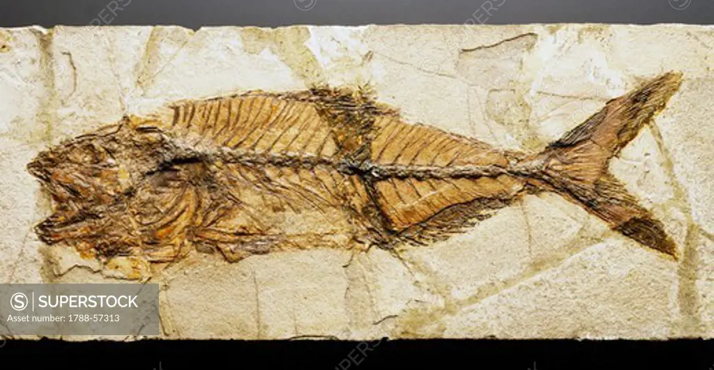 Seriola prisca fossil, Carangidae fishes, Eocene Epoch.