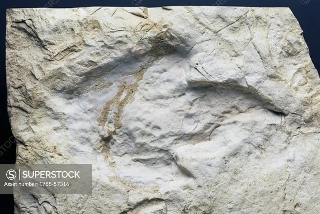 Dinosaur footprints from the Cretaceous Period, Istria, Croatia.