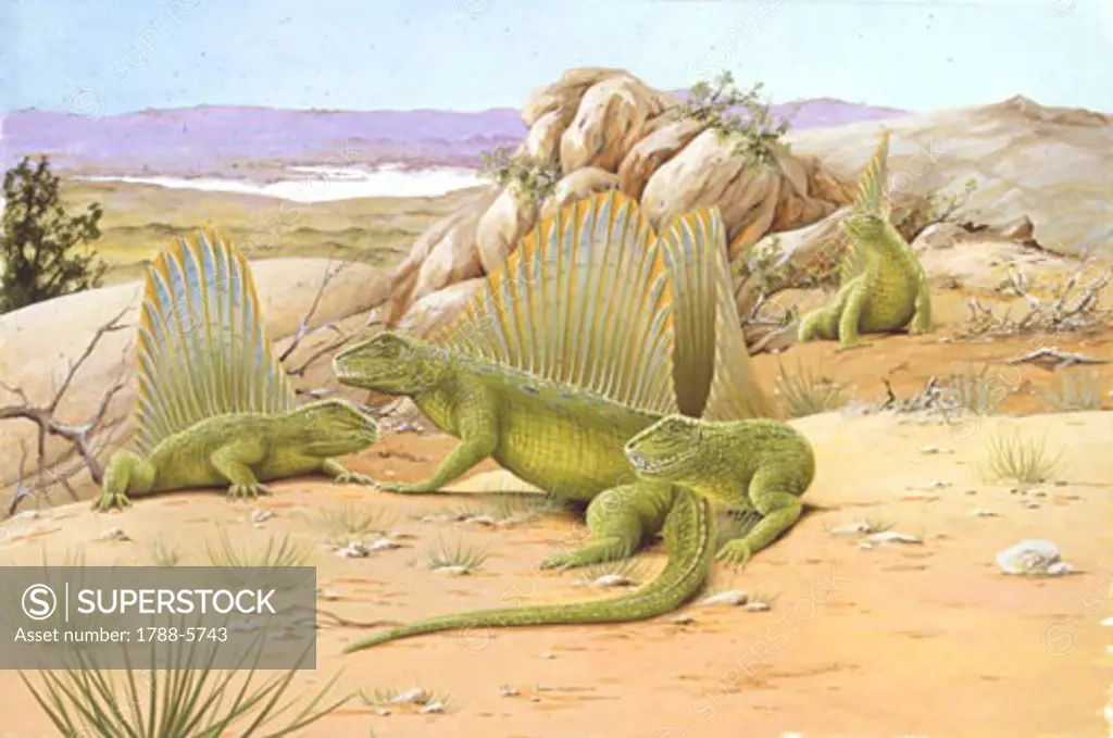 Illustration of Dimetrodons of Permian Period in arid landscape