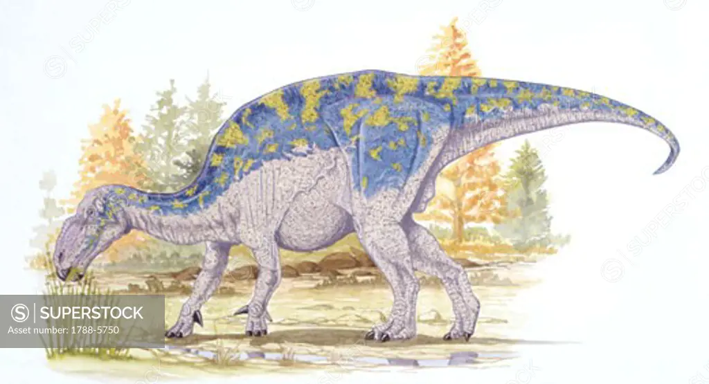 Illustration of Muttaburrasaurus dinosaur feeding on long grass