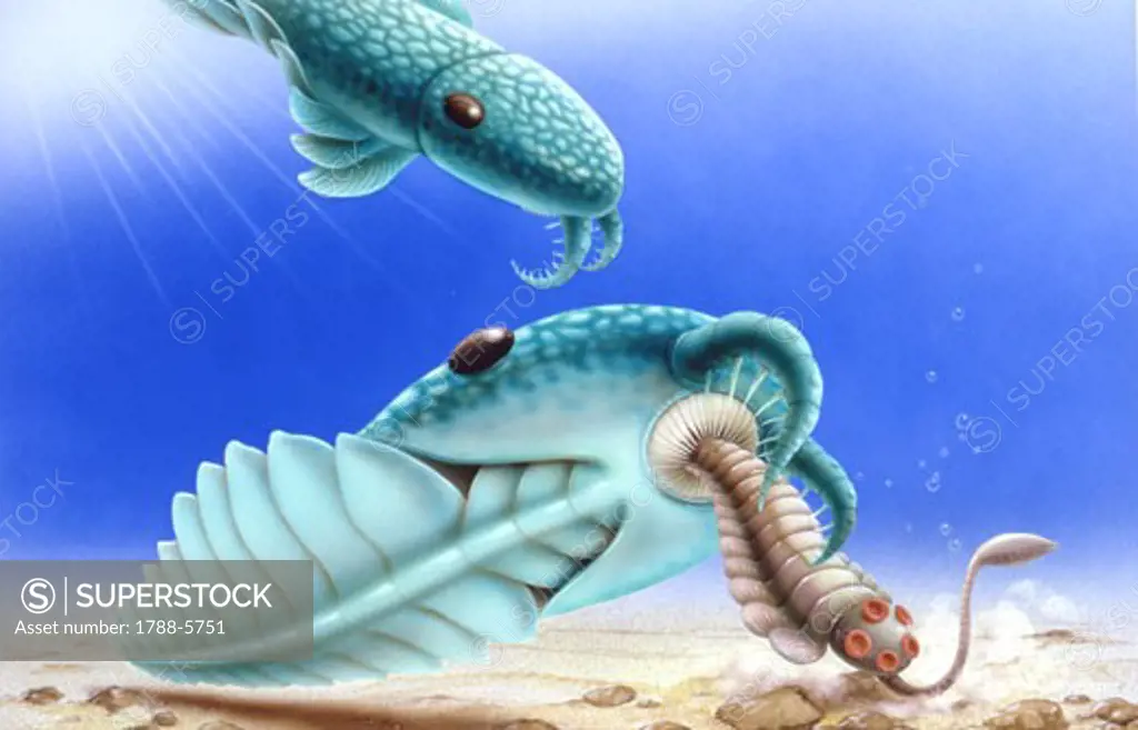 Illustration of Anomalocaris feeding on Opabinia, underwater scene