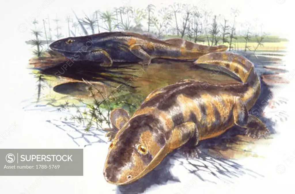 Illustration of two Ichthyostega amphibians