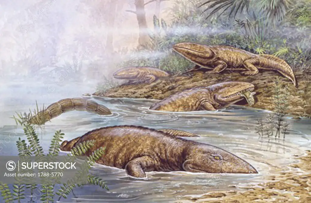 Illustration of Ichthyostega amphibians on marsh shore